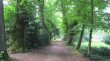 Aleja spacerowa ze starym drzewostanem w parku