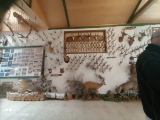 Poroża leśnych zwierząt wiszące na ścianie-ekspozycja w muzeum łowiectwa Knieja